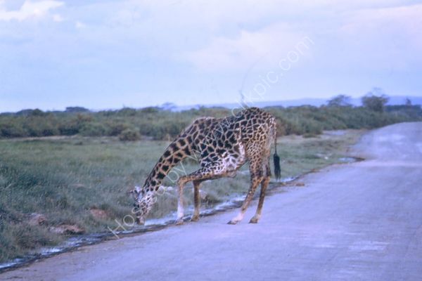 Giraffe, Nairobi Safari Park, Nairobi